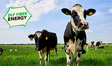 Improve meat and milk yields with DLF Fiber Energy varieties